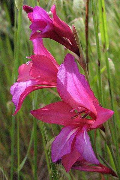 Glaïeul des moissons